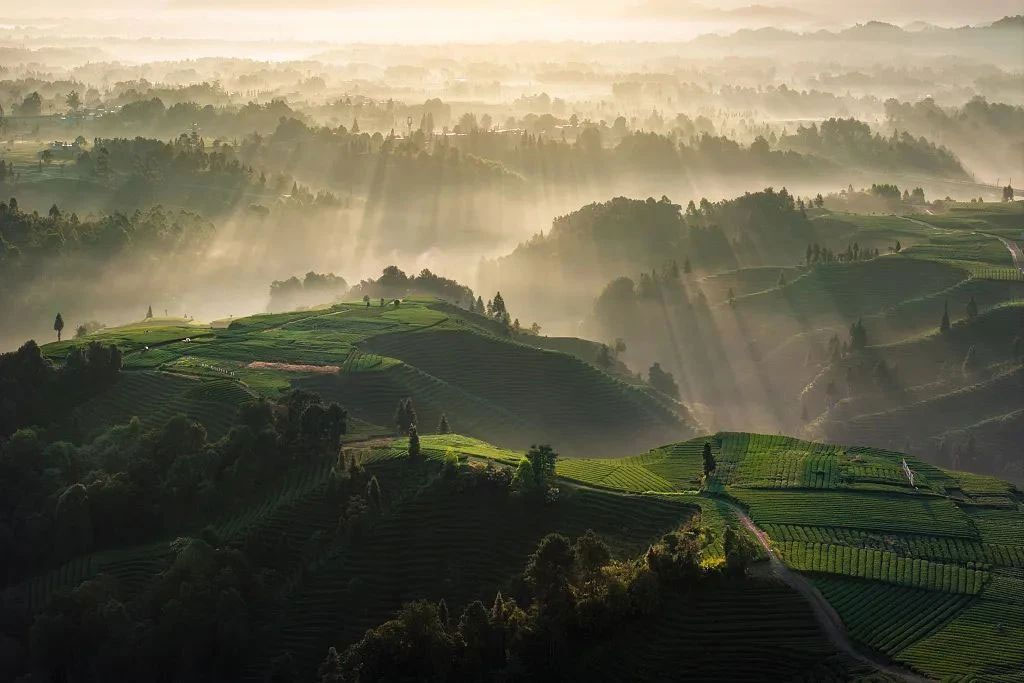 簡(jiǎn)小葉說(shuō)茶|你知道蒙頂三絕是什么茶嗎？