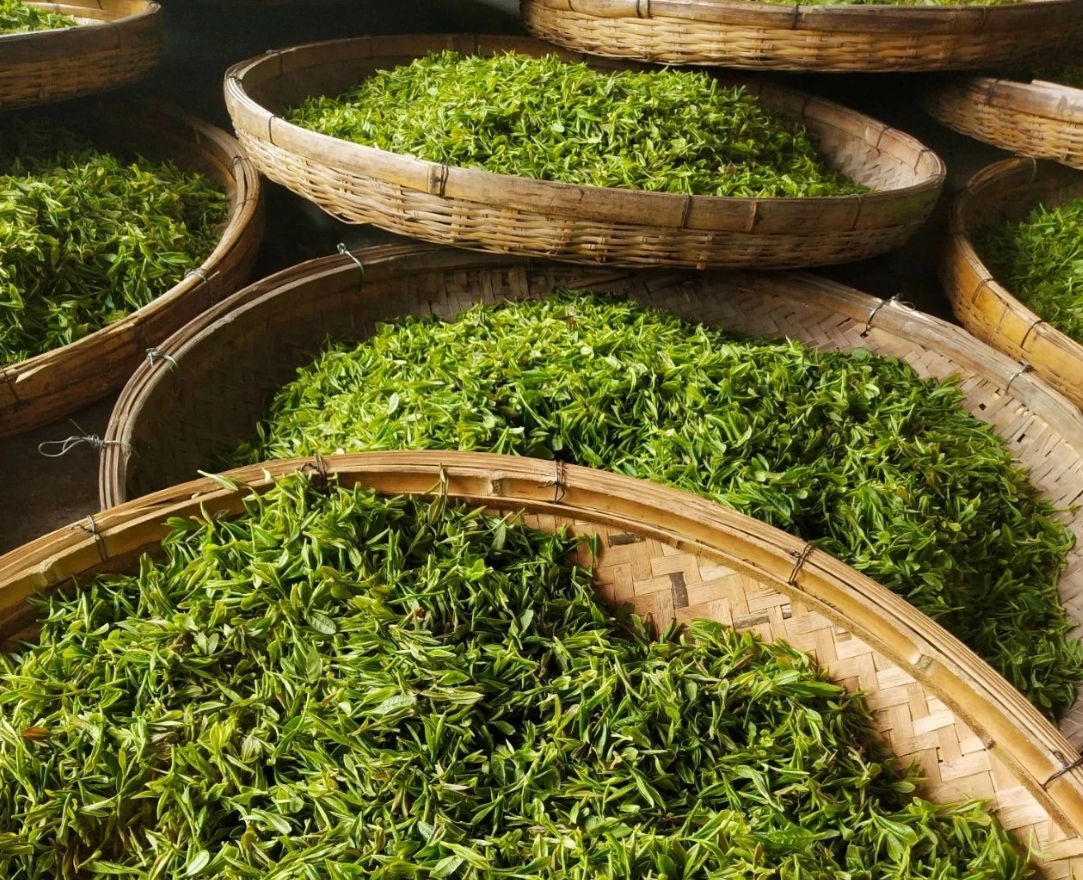 簡(jiǎn)小葉說茶|嶗山綠茶：山海之間，一葉知春