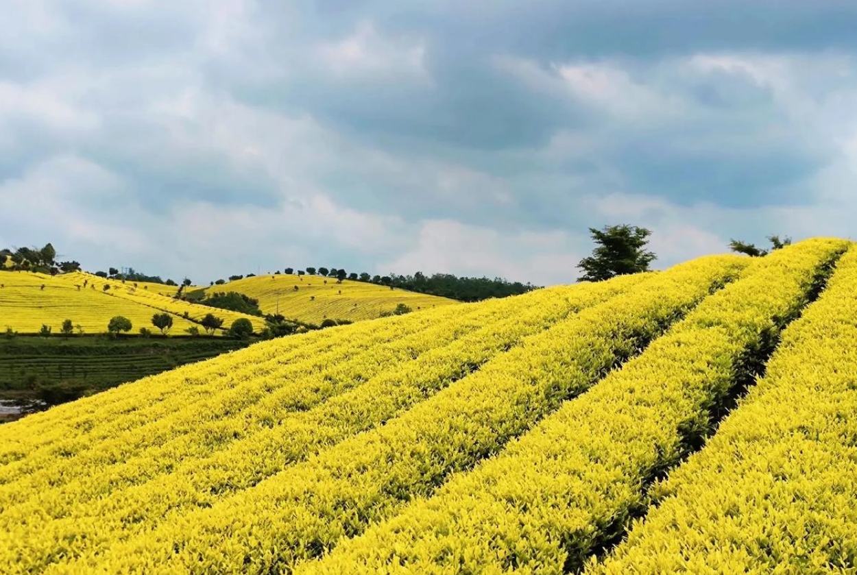 簡(jiǎn)小葉說茶|安吉黃金芽：一盞金黃，飲盡江南春