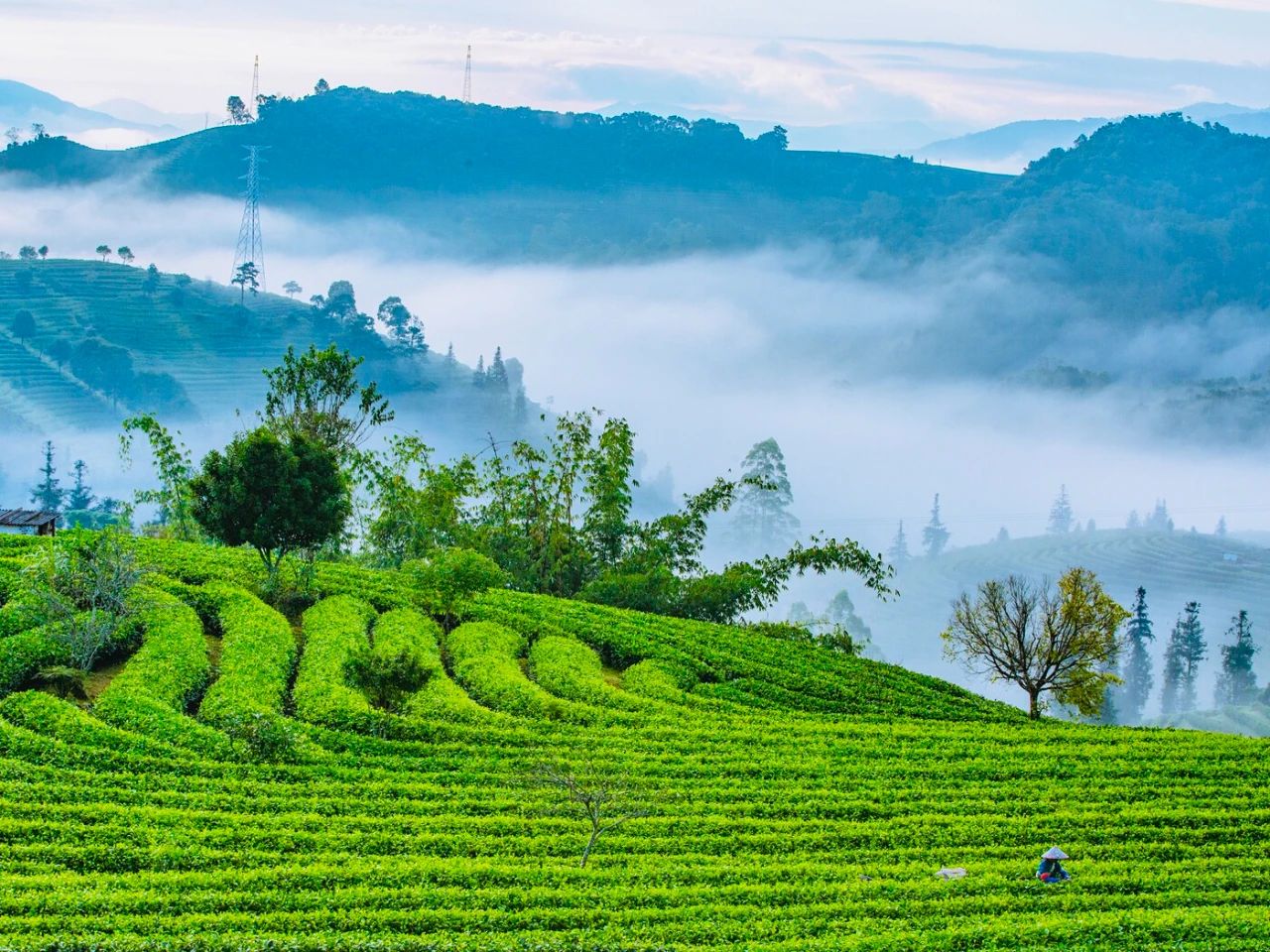 簡(jiǎn)小葉說(shuō)茶|西湖龍井：茶煙染春色，一葉藏江南