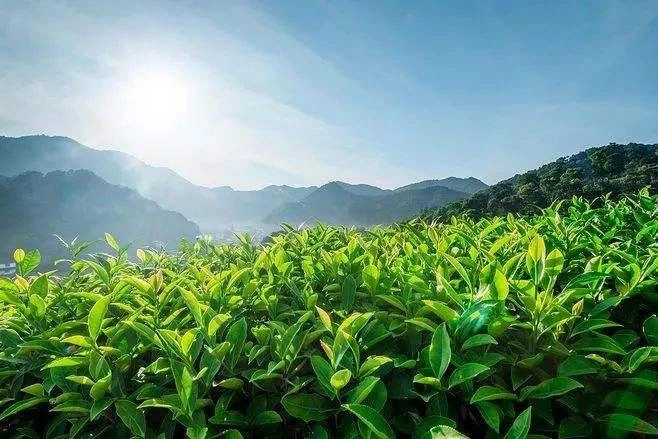 簡(jiǎn)小葉說(shuō)茶|尋味春之韻，品味一點(diǎn)紅