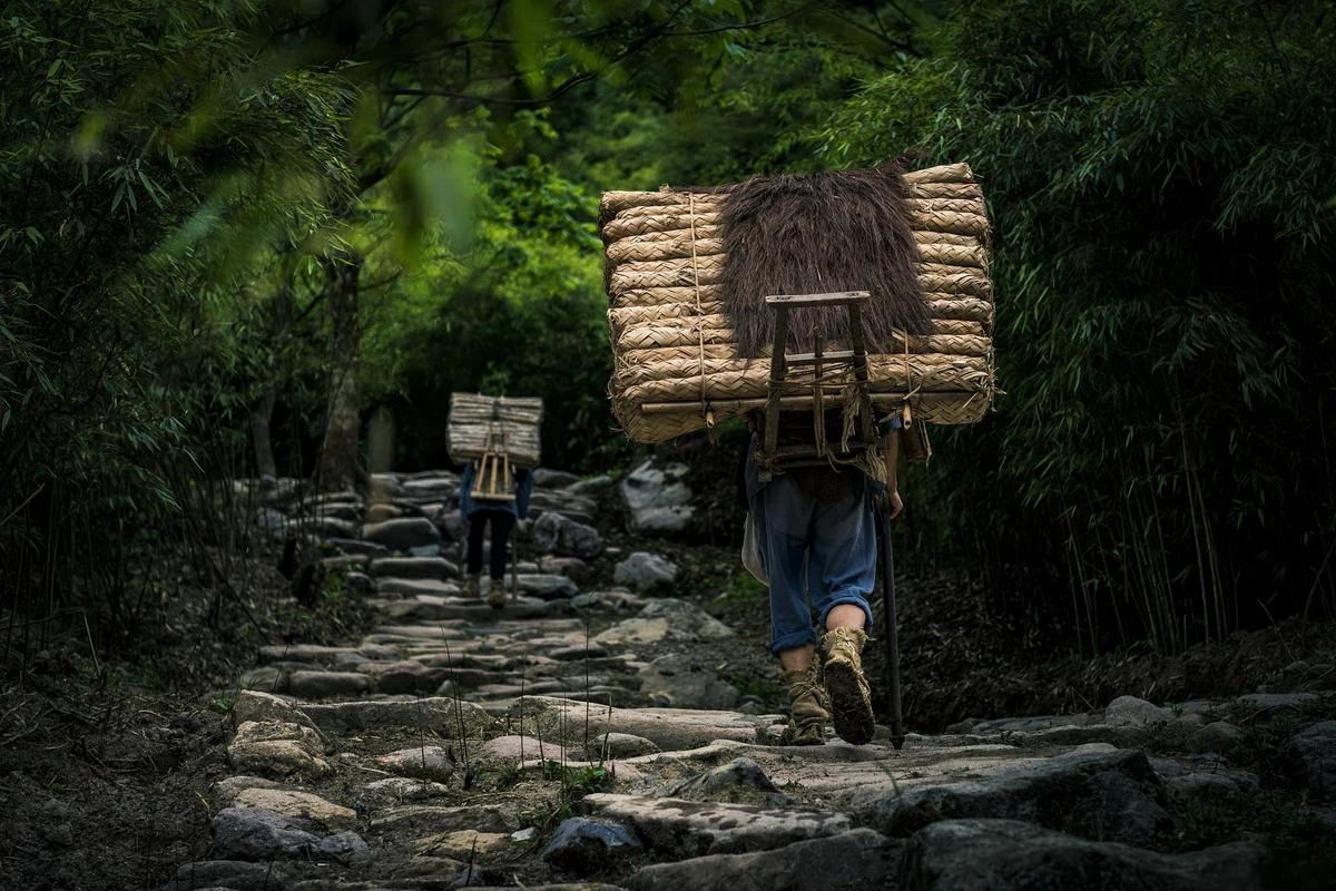 簡(jiǎn)小葉說(shuō)茶|金蕊沉香：安化茯茶的時(shí)光密語(yǔ)