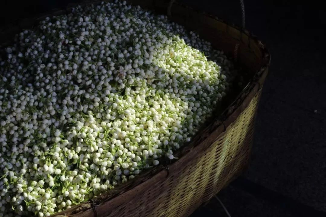 簡(jiǎn)小葉說(shuō)茶|月光與晨露的私語(yǔ)——尋一杯橫縣茉莉的東方詩(shī)意