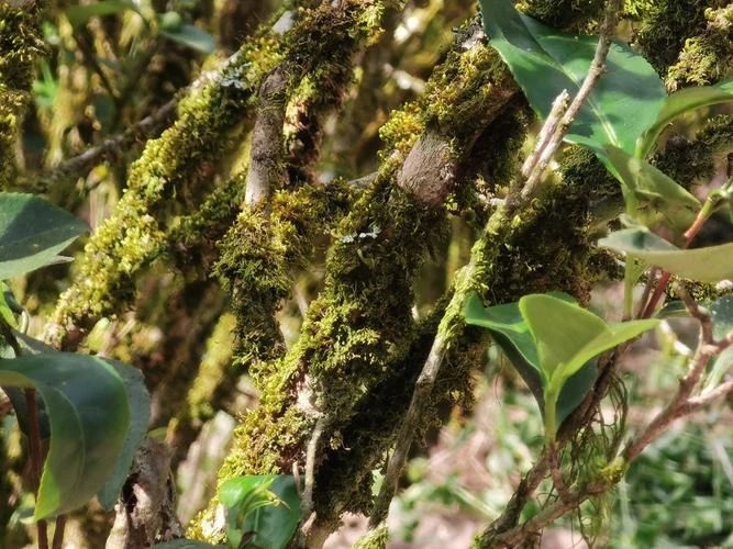 簡(jiǎn)小葉說茶|百年古樅凝玉露 一盞巖骨話春秋