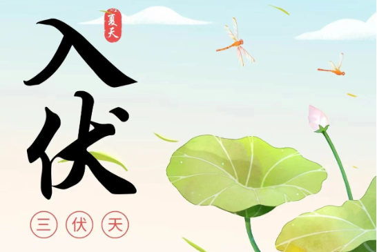 【入伏茶·時(shí)令清供】