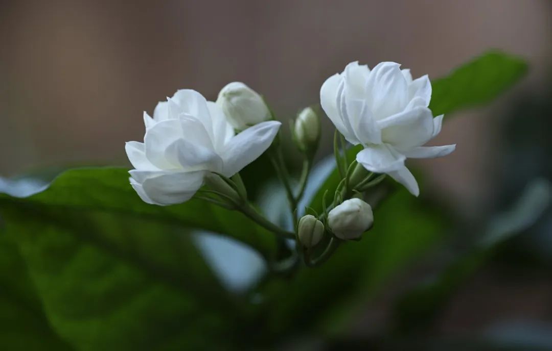 簡小葉說茶|窨得茉莉無上味 列作人間第一香