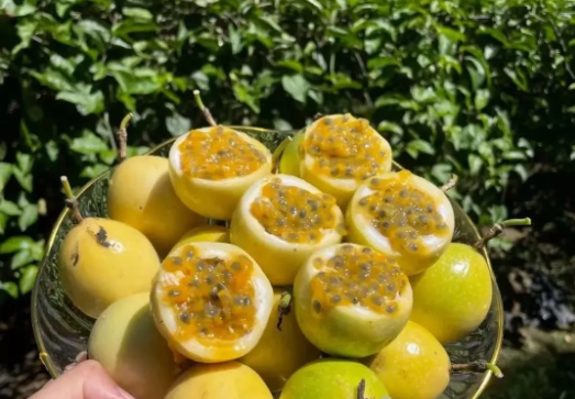 愛生活 愛簡小葉|黃金百香果熟啦！甜度爆表，果香濃郁~