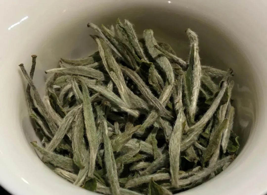 愛生活 愛簡小葉|三伏天里的白茶清涼哲學(xué)——解暑不傷身的天然饋贈