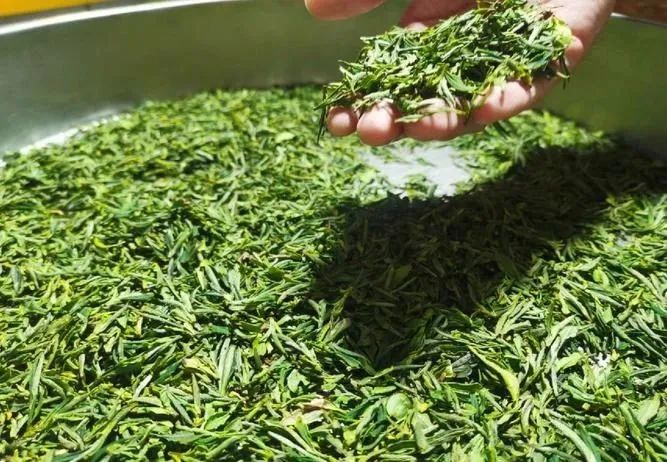 簡小葉說茶|一盞清茗 半卷山色——嶗山綠茶的時光印記