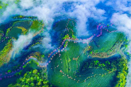 簡小葉說茶|“貢茶之鄉(xiāng)”：朵貝毛峰（安順尊享定制）